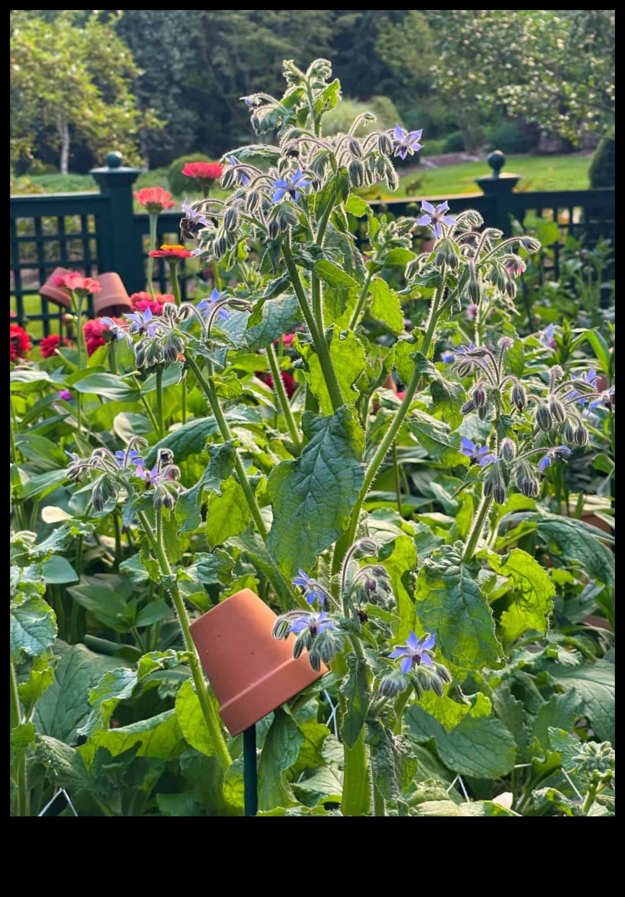 Perfecțiunea în parteneriat Cum să maximizezi randamentul grădinii tale cu plantarea însoțitoare 3 Perfecțiunea în parteneriat: Navigarea măiestriei de plantare însoțitoare