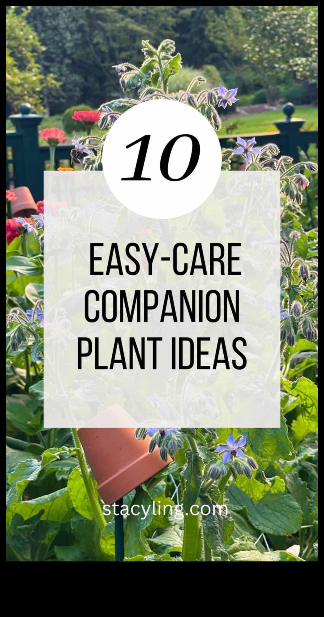 Perfecțiunea în parteneriat Cum să maximizezi randamentul grădinii tale cu plantarea însoțitoare 5 Perfecțiunea în parteneriat: Navigarea măiestriei de plantare însoțitoare