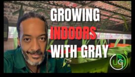 Green Thumb Chronicles: Povestiri despre horticultură dezvăluite