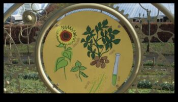 Mințile botanice: înflorind cu educația în grădină