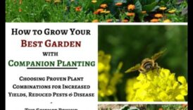 Perfecțiunea în parteneriat: Navigarea măiestriei de plantare însoțitoare